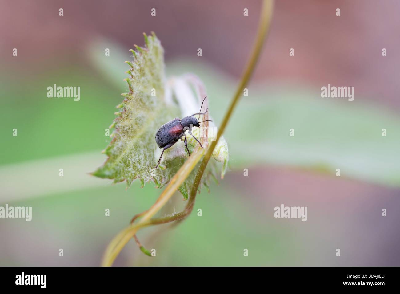 Nicht identifizierter Käfer Stockfoto