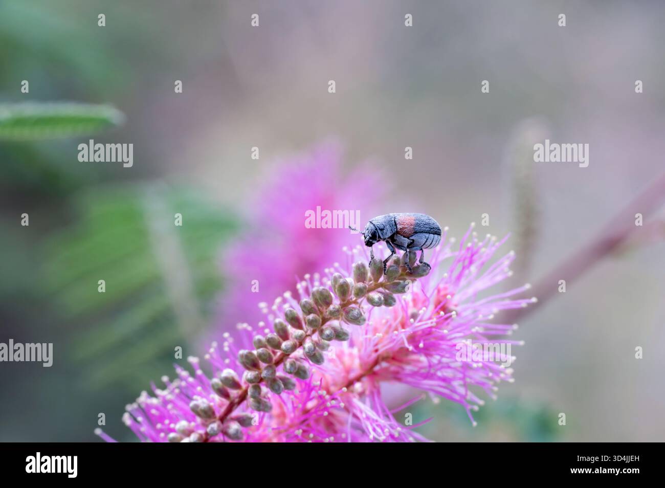 Nicht identifizierter Käfer Stockfoto