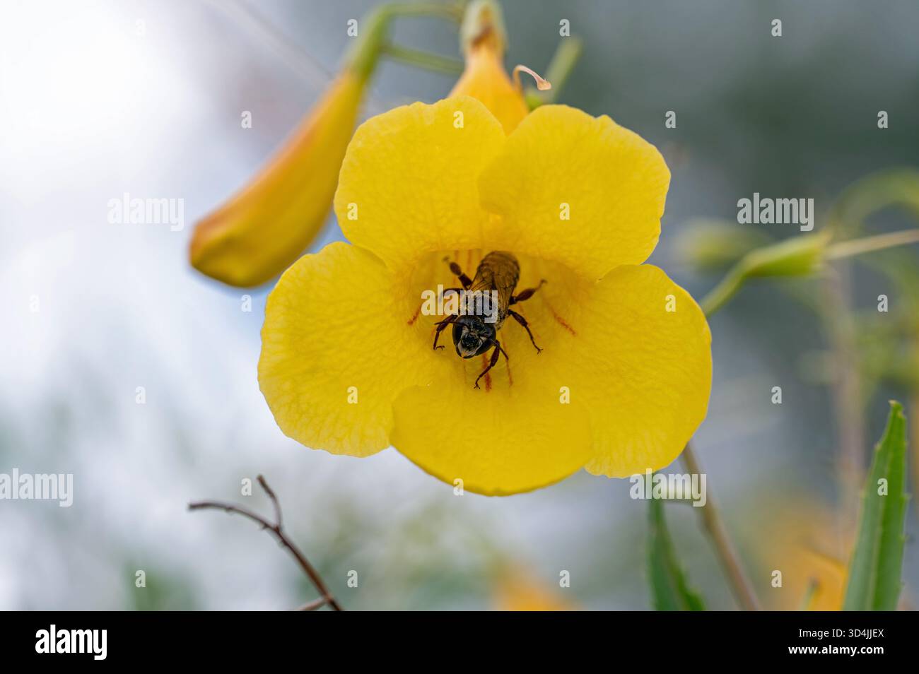 Bestäuber in einer gelben Glockenblume Stockfoto