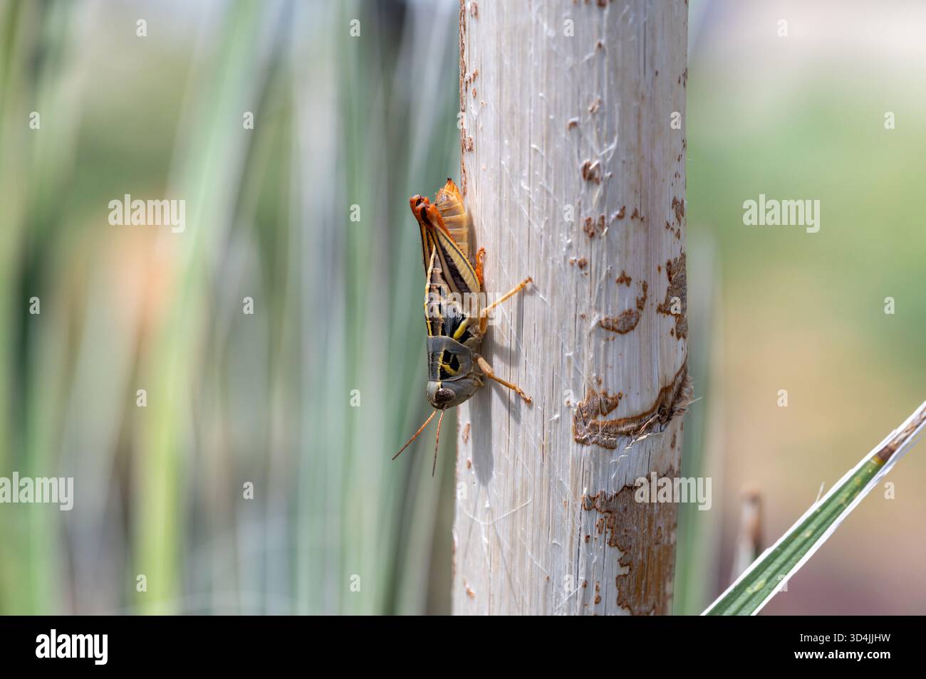 Heuschrecken auf Yucca Stockfoto