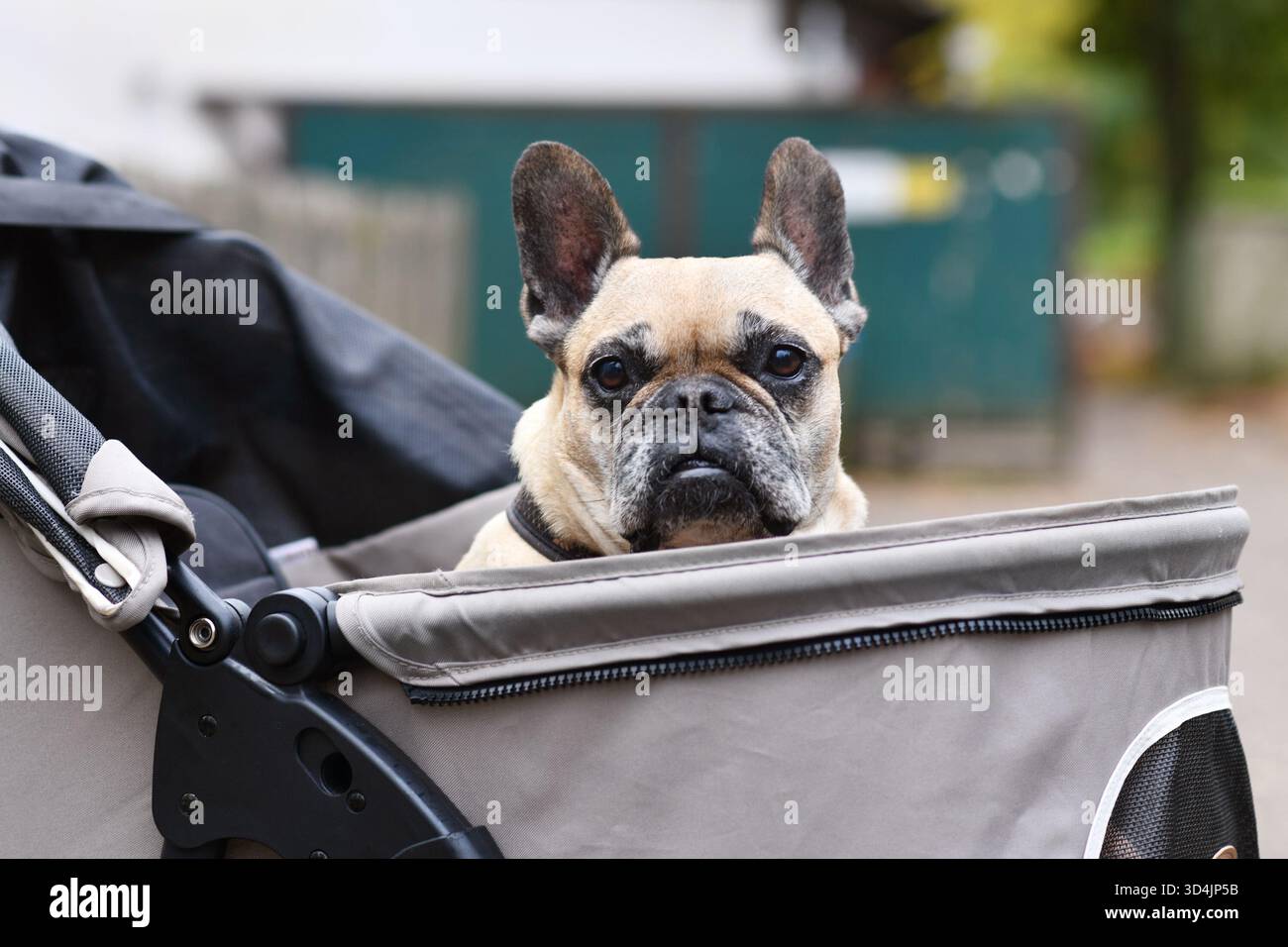 Der alte französische Bulldog geht im Kinderwagen spazieren Stockfoto