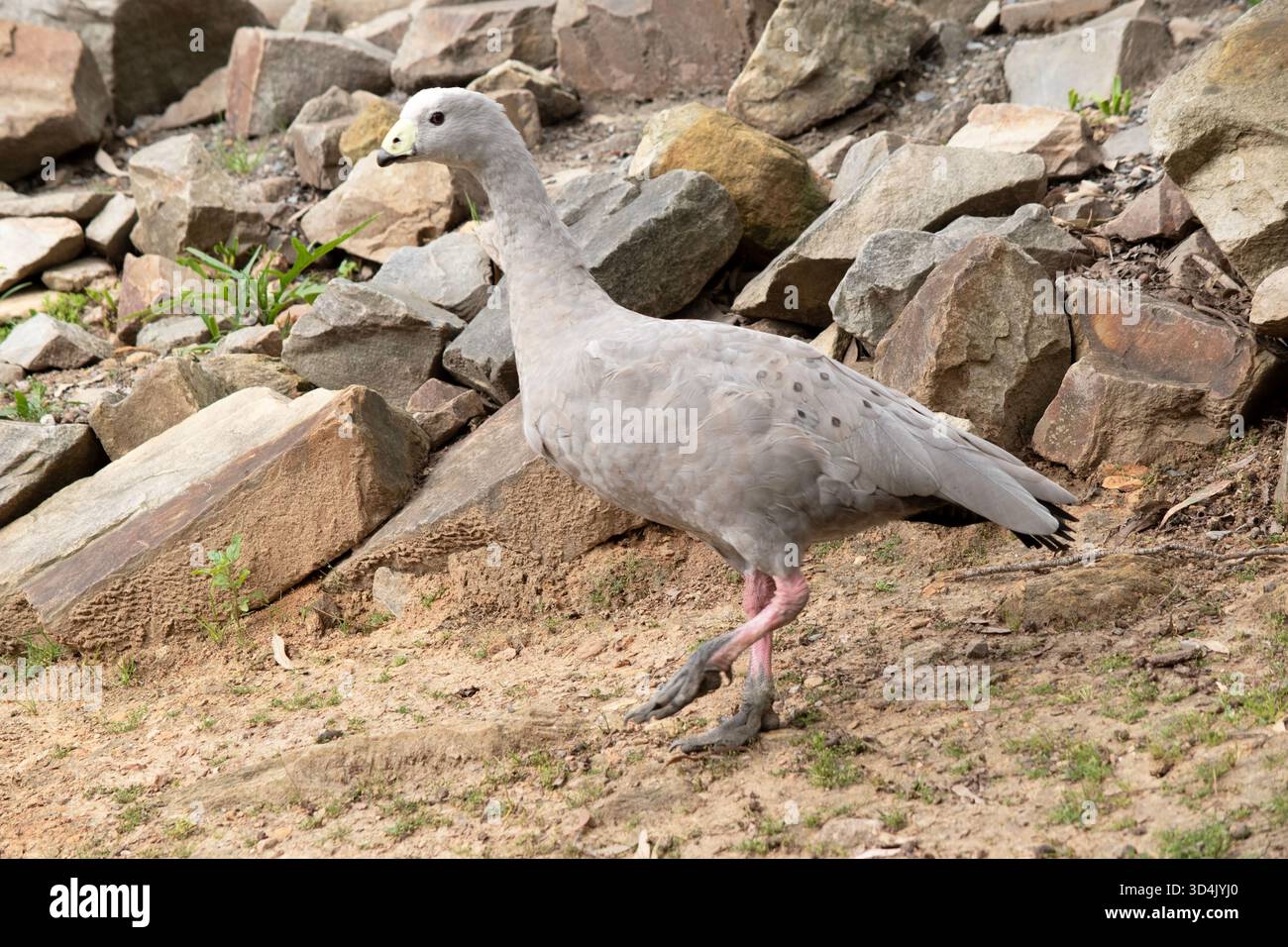 Die Kapbarren-Gans ist eine sehr große, hellgraue Gans mit einem relativ kleinen Kopf. Es hat Reihen großer dunkler Flecken in Linien über den Schultern und Stockfoto