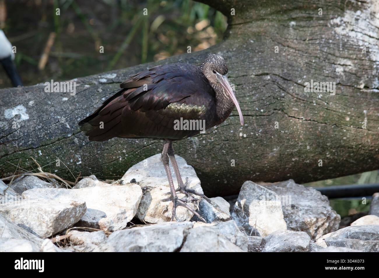Der glänzende ibis Hals ist rötlich-braun und der Körper ist bronzebarn mit einem metallisch irisierenden Glanz auf den Flügeln Stockfoto