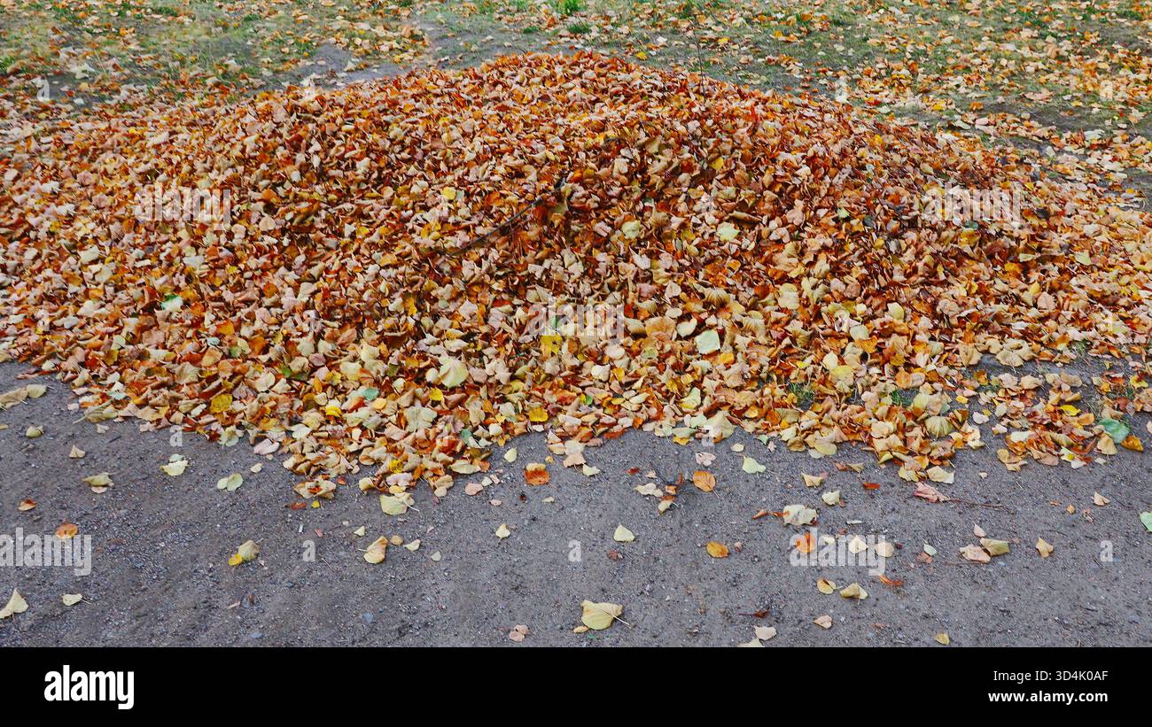 Herbstblätter auf einem Haufen gesammelt. Herbstkonzept, Laubfall. Stockfoto