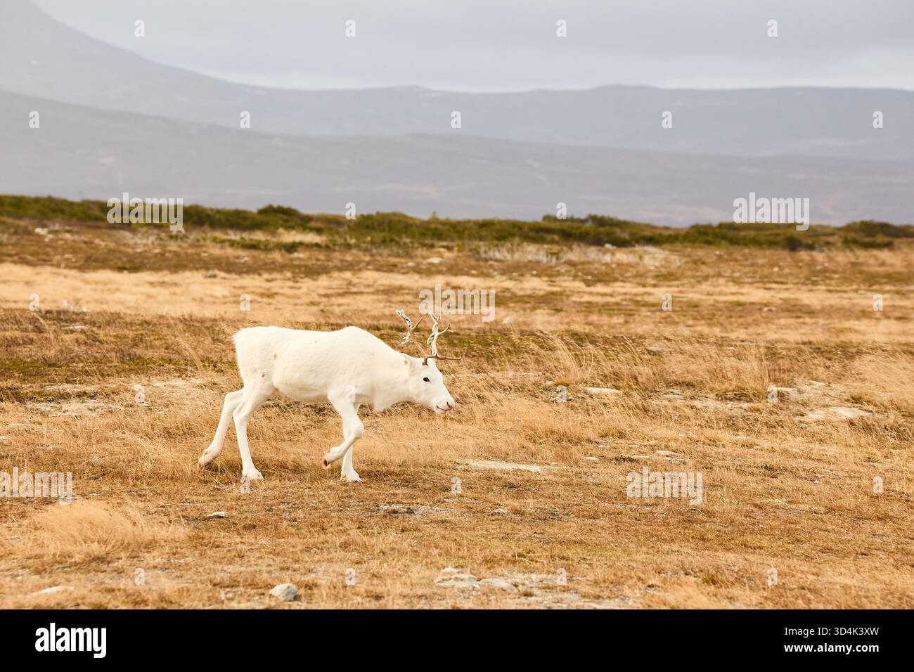 Ein weißes Rentier auf einem grasbewachsenen Plateau in Nordschweden Stockfoto