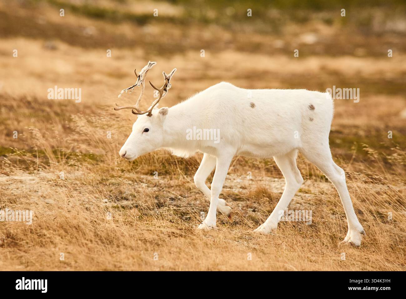 Ein weißes Rentier auf einem grasbewachsenen Plateau in Nordschweden Stockfoto