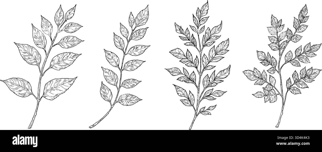 Elegante Zweige mit Blättern, von Hand hergestellt. Vektorillustration, botanische Sammlung isoliert auf weißem Hintergrund. Geeignet für Postkarten, Logos, Deko Stock Vektor