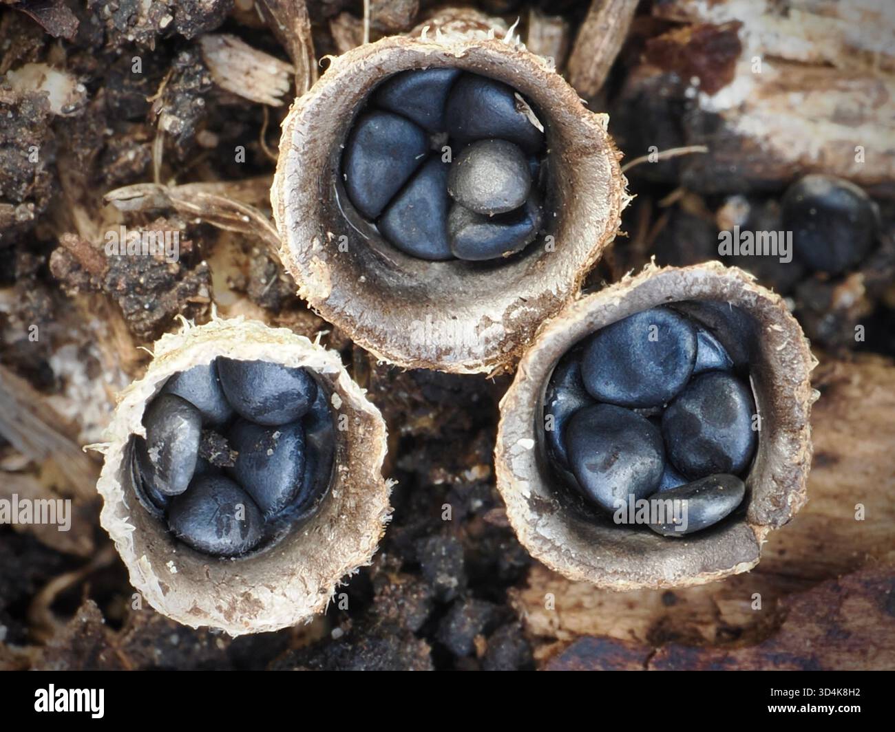 Cyathus olla, der Feldvogelnest-Pilz, mit dunklen Peridiolen in einem schalenförmigen Körper. Eine saprobische Spezies mit Spritzwassersporenstreuung durch Regentropfen Stockfoto