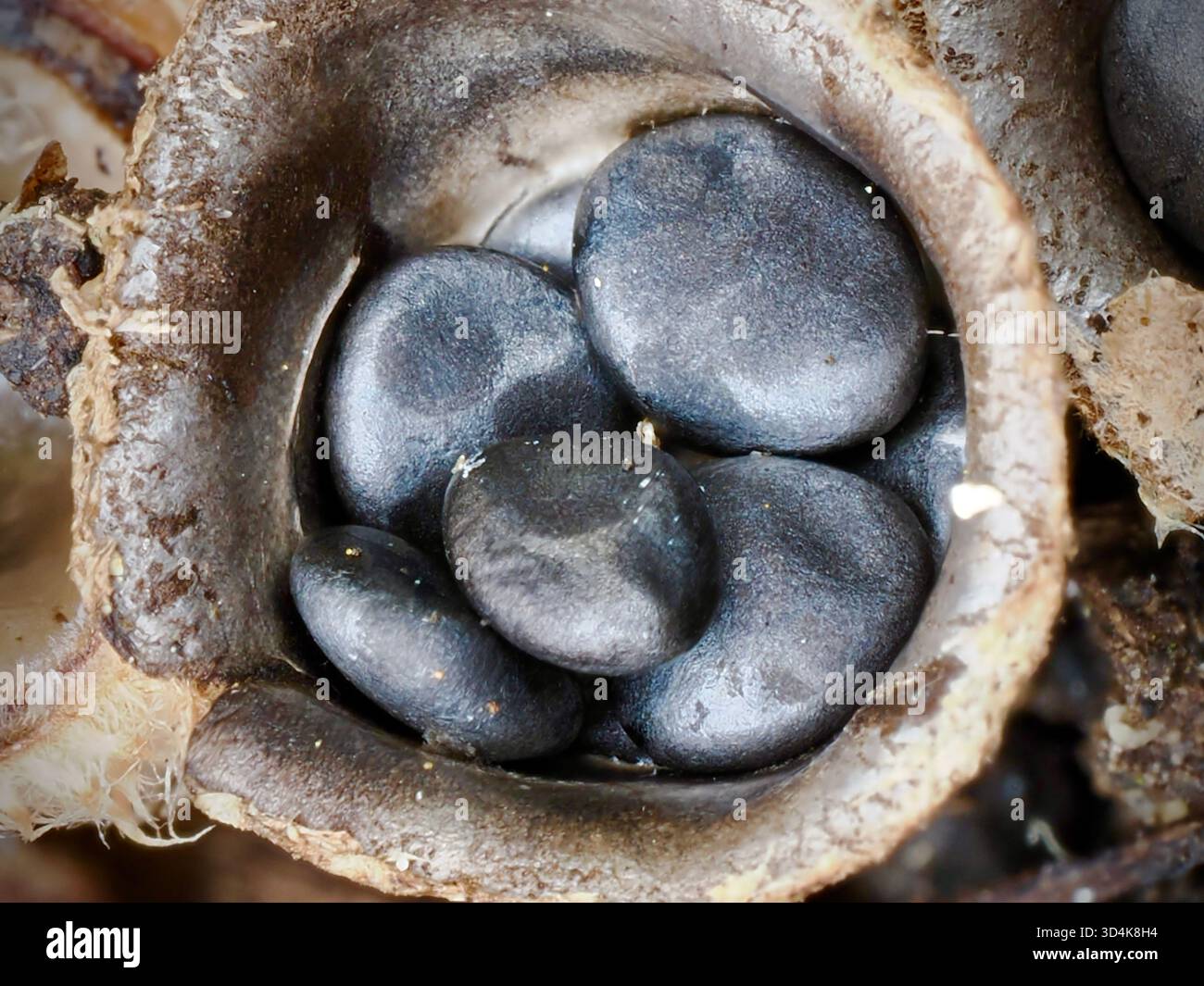 Cyathus olla, der Feldvogelnest-Pilz, mit dunklen Peridiolen in einem schalenförmigen Körper. Eine saprobische Spezies mit Spritzwassersporenstreuung durch Regentropfen Stockfoto