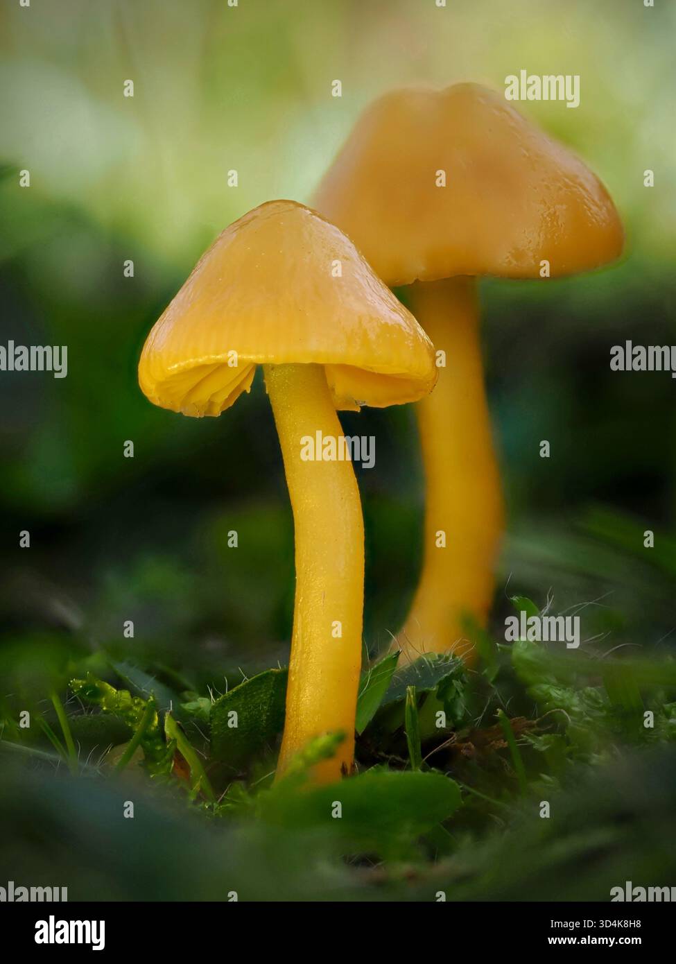 Goldene Wachskappe (Hygrocybe chlorophana) mit schleimigen gelben Kappen und Kiemen, wächst in unverbessertem Grünland. Ein lebendiger Herbstpilz von konservierendem Interesse Stockfoto