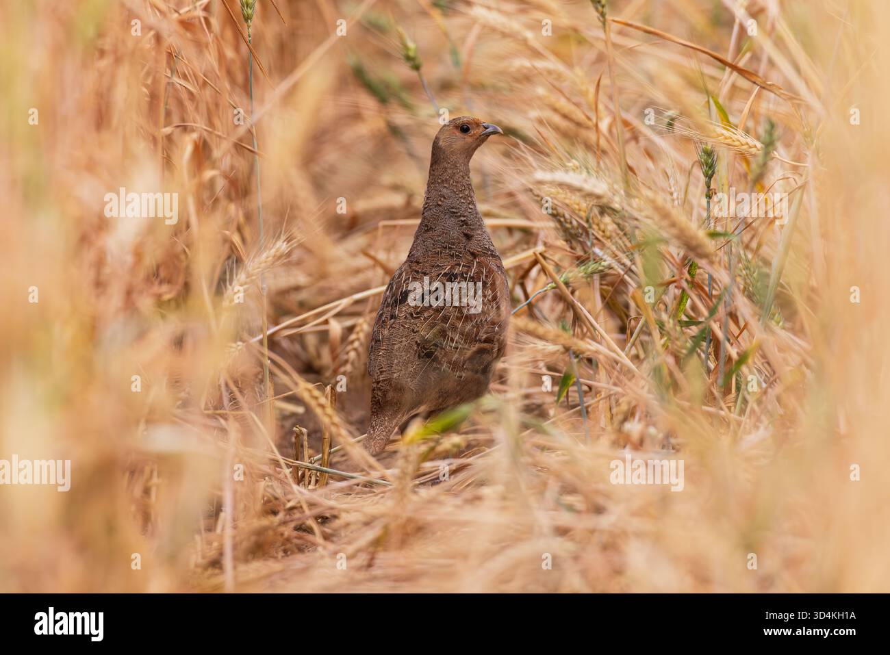 Gemeiner Rebhühner (Perdix perdix) weibliche Nahaufnahme im Getreidefeld, Hessen, Deutschland Stockfoto