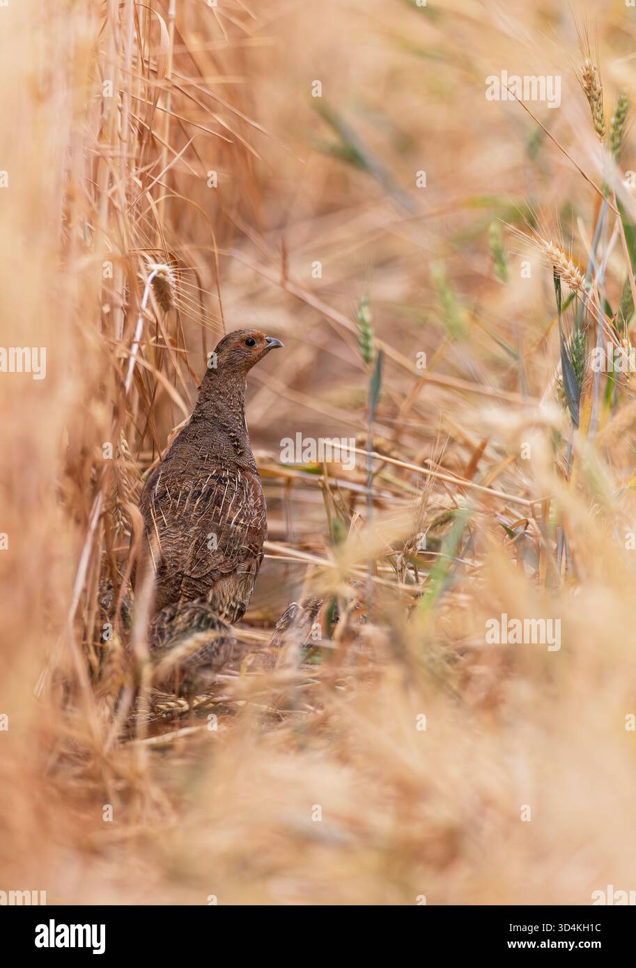 Gemeiner Rebhühner (Perdix perdix) weibliche Nahaufnahme im Getreidefeld, Hessen, Deutschland Stockfoto