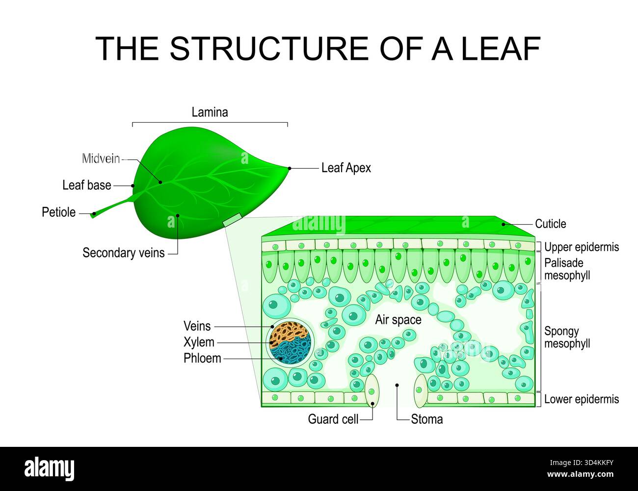Blattstruktur und Anatomie. Nahaufnahme eines Teils der Anlage. Querschnitt des Blattes. Vektorabbildung Stock Vektor