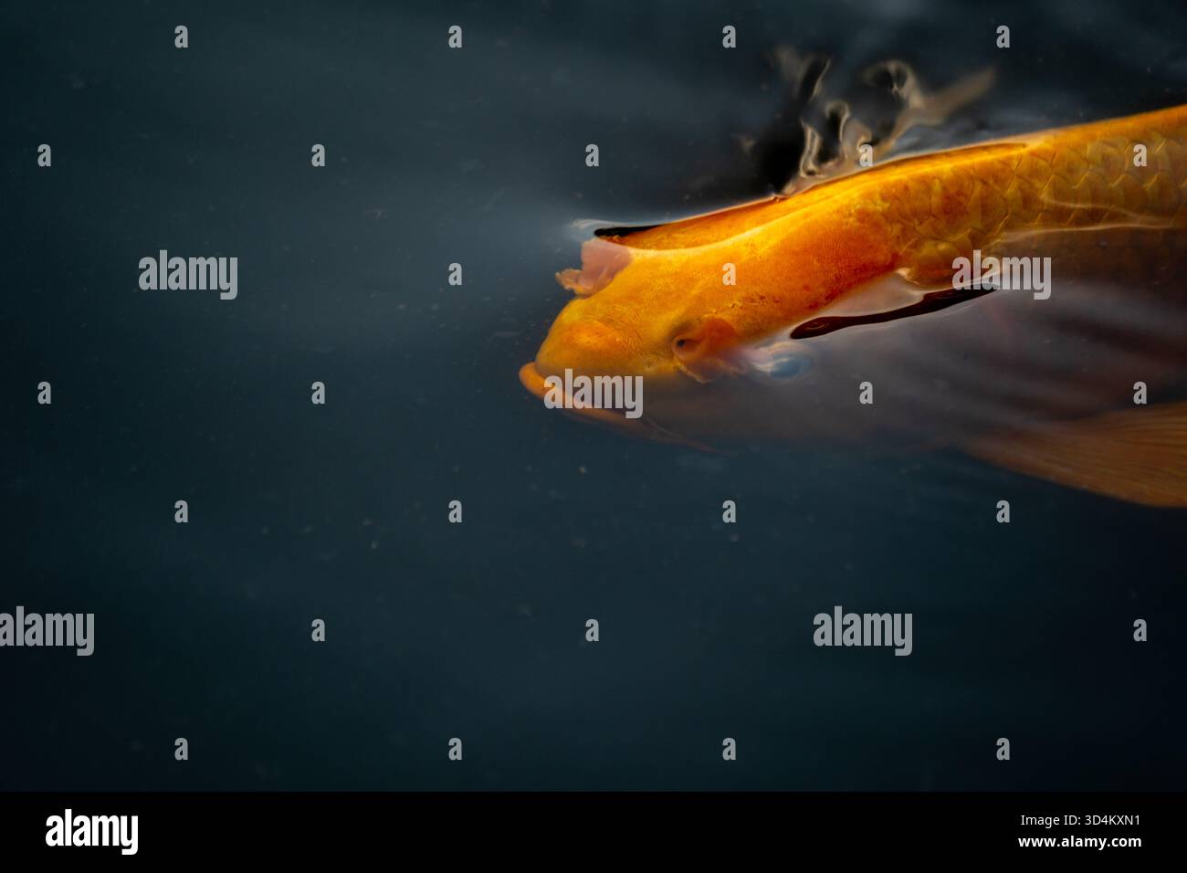 Amurkarpfen (Cyprinus rubrofuscus) im Teich der Kaiserpalastgärten, Tokio, Japan Stockfoto