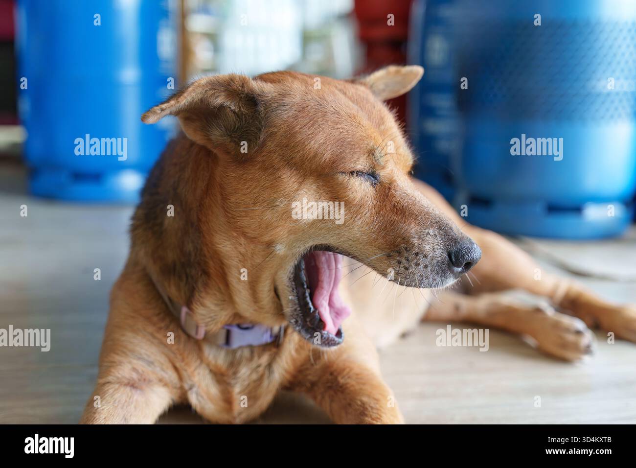 Seniorenbrauner Haustierhund, der drinnen ruht und auf Fliesenboden gähnt Stockfoto