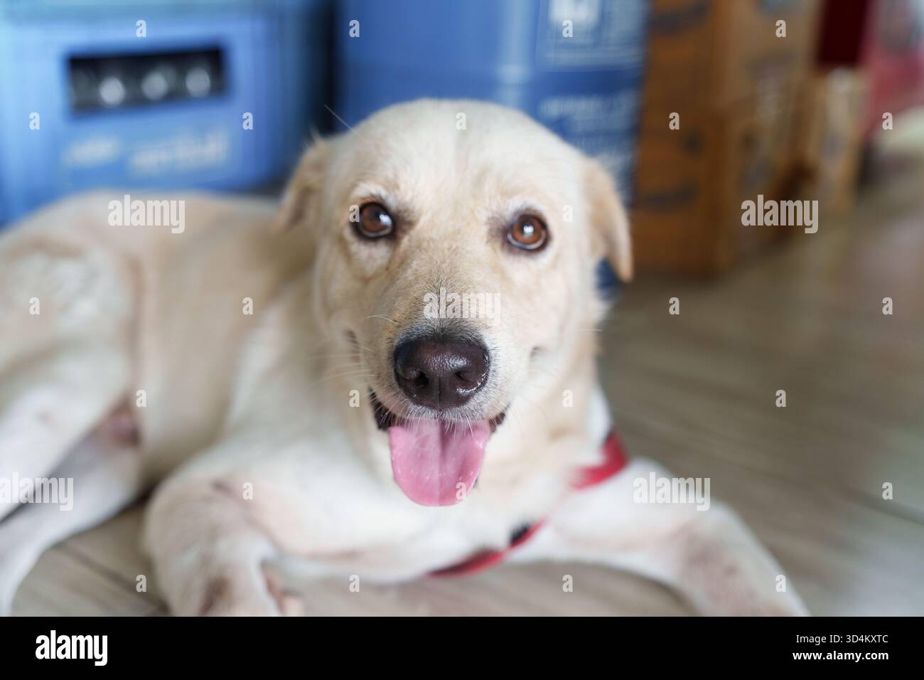Häuslicher weißer Pelzhund, der drinnen ruht, entspannte Haltung mit hellen Augen, die mit glücklichem Gesicht in die Kamera starren Stockfoto