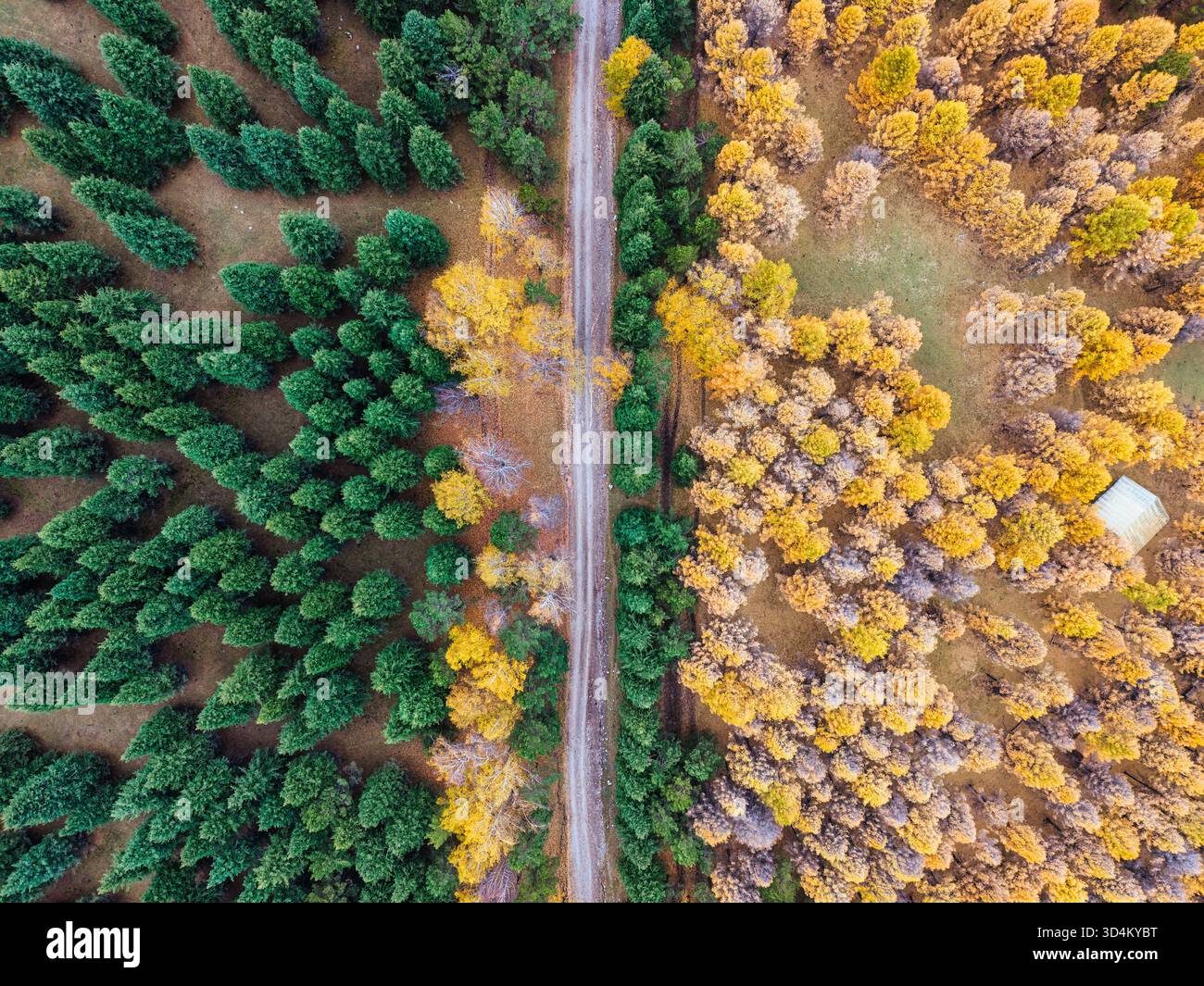 Blick von oben auf grüne und gelbe Kiefernwälder im Herbst, geteilt durch ländliche Straßen auf dem Land Stockfoto