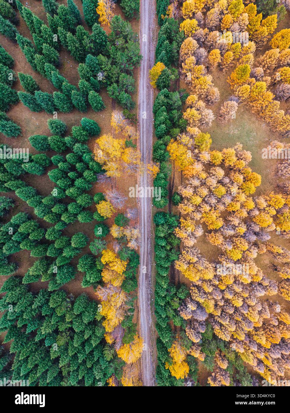 Blick von oben auf grüne und gelbe Kiefernwälder im Herbst, geteilt durch ländliche Straßen auf dem Land Stockfoto