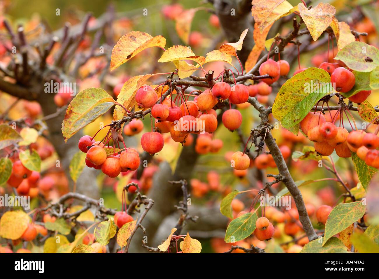 Evereste Krabbenäpfel im Herbst. Stockfoto