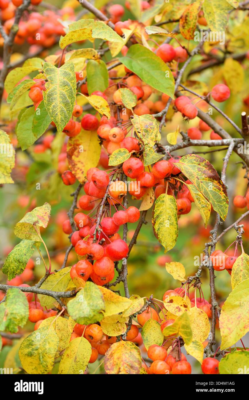 Evereste Krabbenäpfel im Herbst. Stockfoto