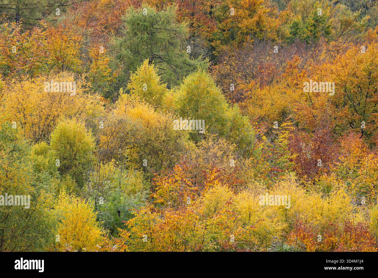 Herbstlaub, Gloucestershire, Großbritannien Stockfoto