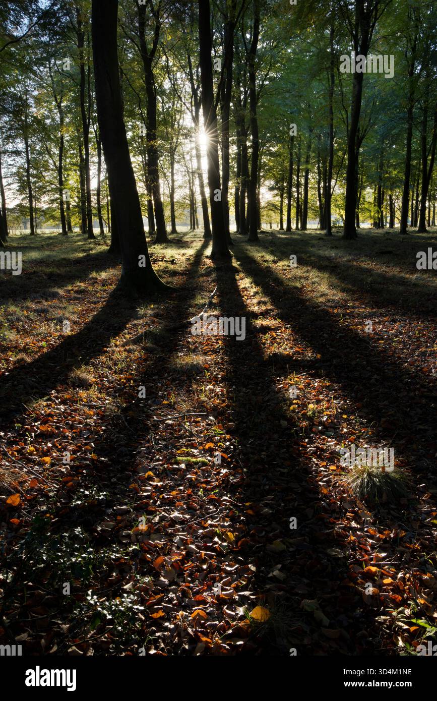 Sonnenlichtschichten mit Schatten im Herbstwald von Buchen, Hampshire, England, Vereinigtes Königreich Stockfoto