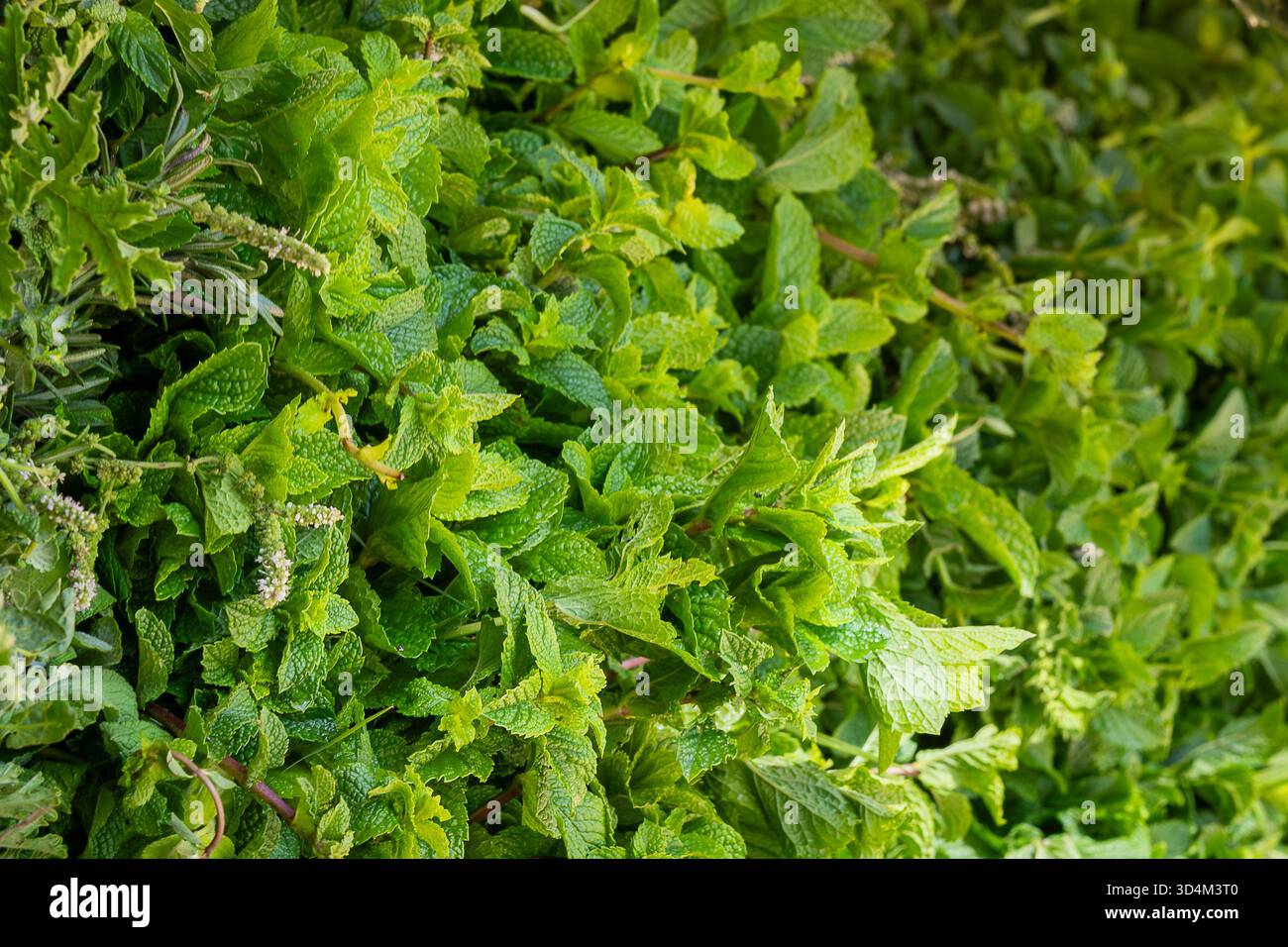 Pfefferminze auf dem Obstmarkt in Marrakesch, Marokko. Frische marokkanische Münzprägeanstalt in Marrakesch, Marokko. Grüner Hintergrund. Stockfoto