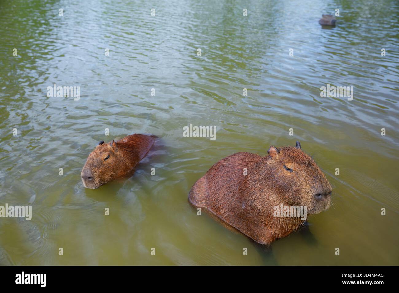 Lustige Capybaras, die baden und sich im Wasser in der Nähe eines grasbewachsenen Seeufers in Brasilien, Südamerika, entspannen. Friedliche Tierwelt mit einer halbaquatischen Mamma Stockfoto