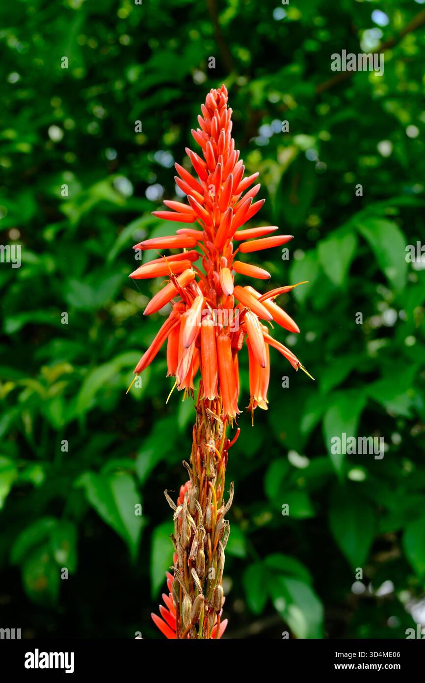 Aloe Vera Pflanze mit leuchtend roten Spitzen Nahaufnahme Stockfotografie -  Alamy