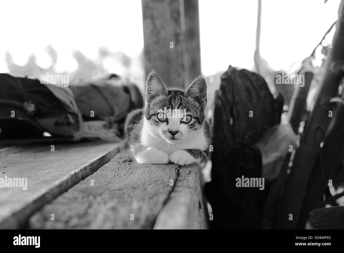 Junge Tabby und weißes Kätzchen in hockender Position auf Holzplattform in monochromer Schwarz-weiß-Fotografie. Warnungsausdruck mit fokussiertem grünem e Stockfoto