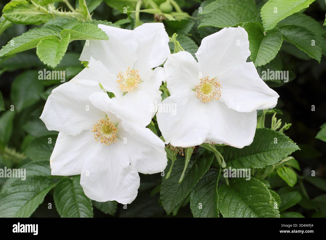 Rosa rugosa 'Alba'. Weiße japanische Rose. Kräftig ausbreitende Strauchrose, die Zierhüften entwickelt Stockfoto