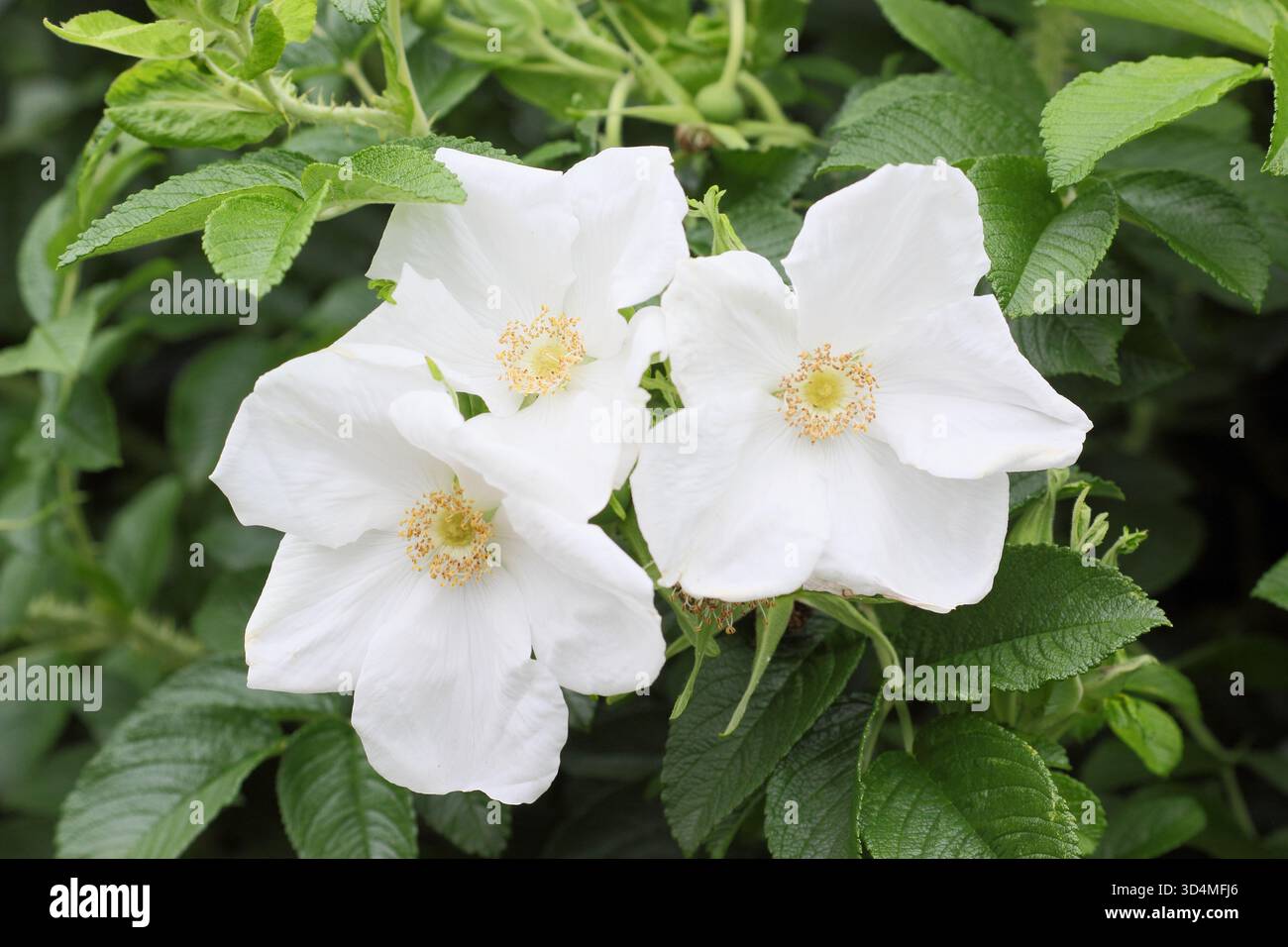 Rosa rugosa 'Alba'. Weiße japanische Rose. Kräftig ausbreitende Strauchrose, die Zierhüften entwickelt Stockfoto