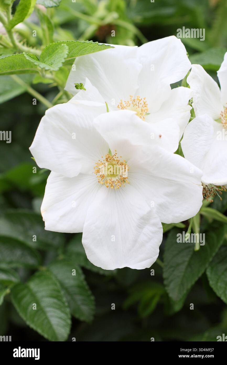 Rosa rugosa 'Alba'. Weiße japanische Rose. Kräftig ausbreitende Strauchrose, die Zierhüften entwickelt Stockfoto