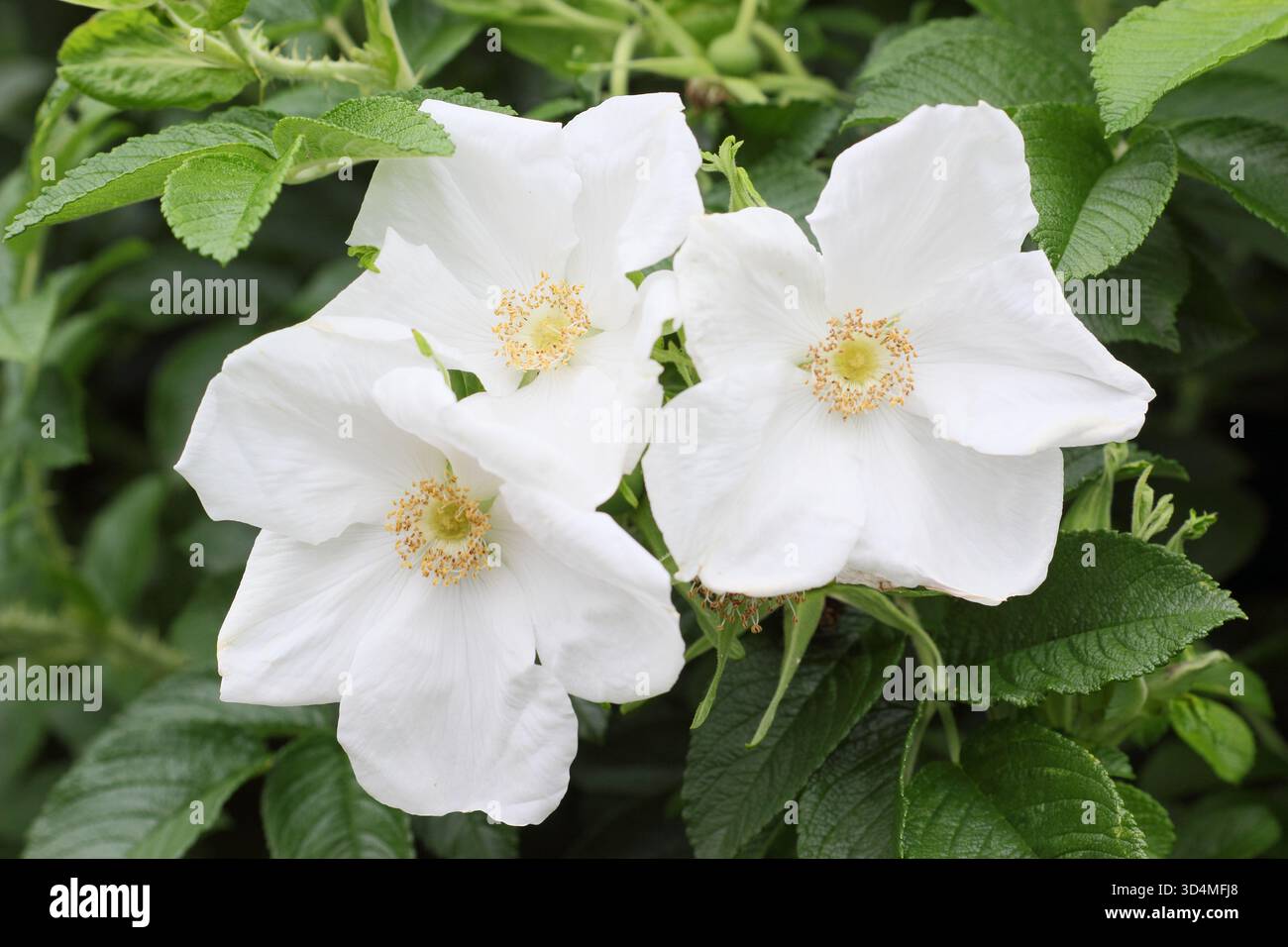 Rosa rugosa 'Alba'. Weiße japanische Rose. Kräftig ausbreitende Strauchrose, die Zierhüften entwickelt Stockfoto