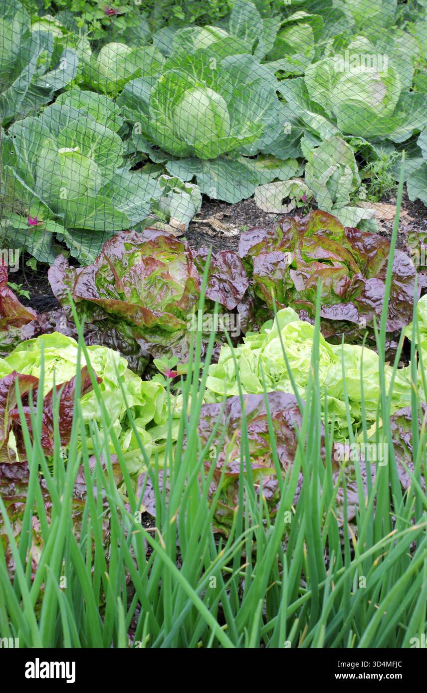 Netted gemischtes Sommergemüse, das in Reihen wächst (F-B) Frühlingszwiebeln weiß Lissabon, Salat Roxy, Salat May King, Salat Roxy, Kohl Golden Acre Stockfoto
