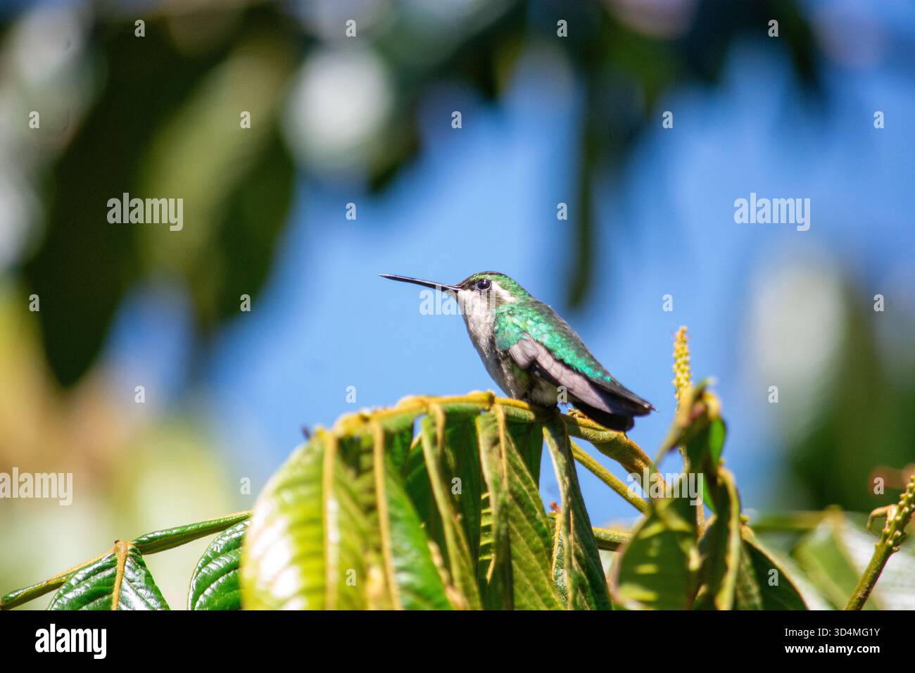 Ein lebendiger Kolibri auf grünem Laub, der sein schillerndes Gefieder vor einem klaren Himmel in Popayán, Cauca, Kolumbien, zeigt. Stockfoto