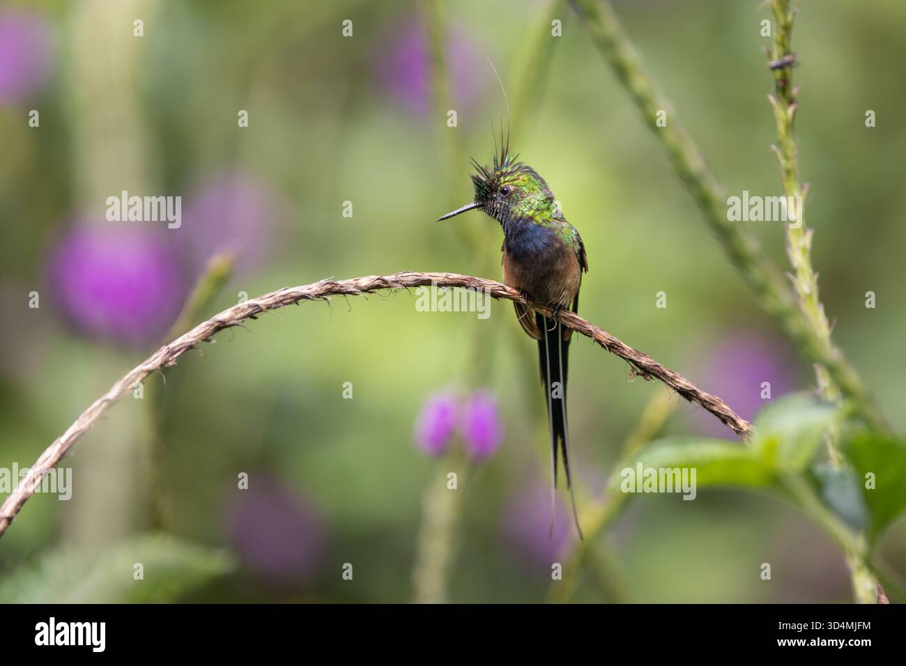 Drahtschwanz-Kolibri, der sich zwischen lila Blumen im Nebelwald der Anden in Ecuador ernährt und hockt. Stockfoto