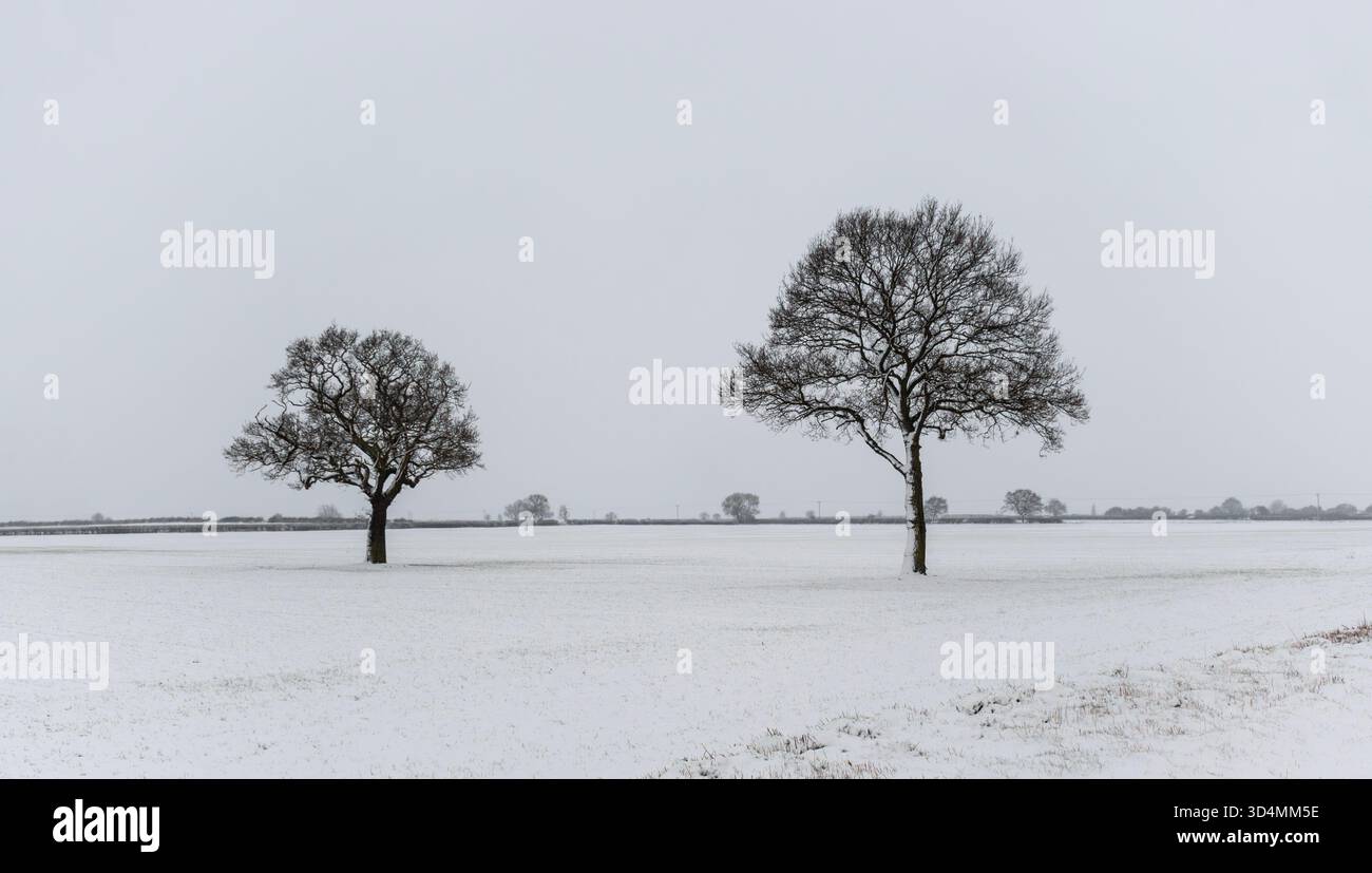 Zwei Winterliche Bäume Stockfoto