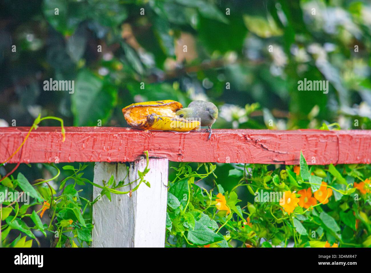 Ein kleiner Vogel ernährt sich von einer Banane, die auf einem roten Zaun inmitten von üppigem Grün und lebhaften Blumen in Popayán, Kolumbien, liegt. Stockfoto