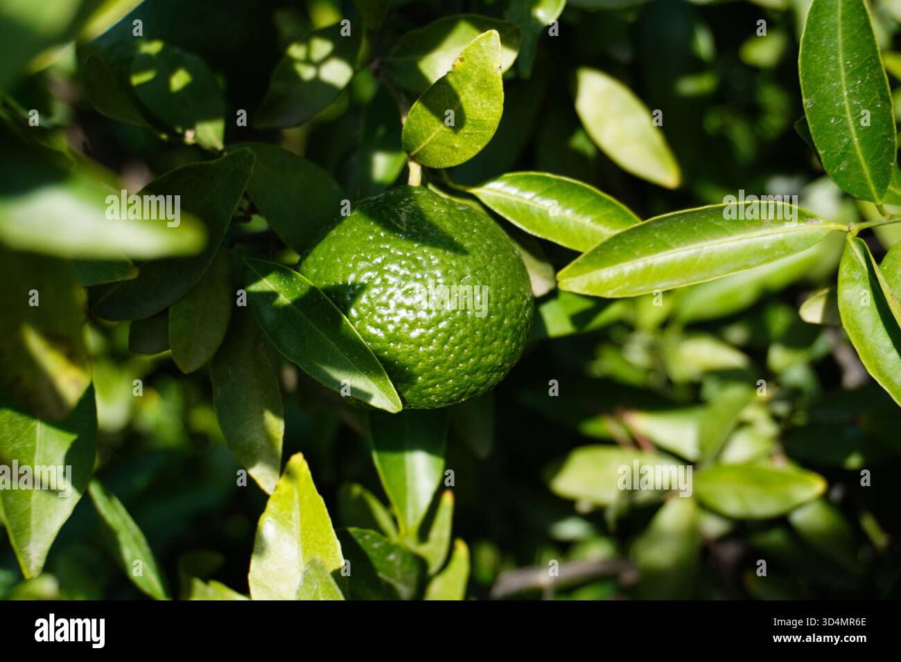 Nahaufnahme von grüner Mandarine, die auf einem Baum in der Mandarinenfarm hängt. Mandarinenbaum mit grünen Mandarinen im Garten in Italien. Anbau von Mandarinenbäumen. Stockfoto