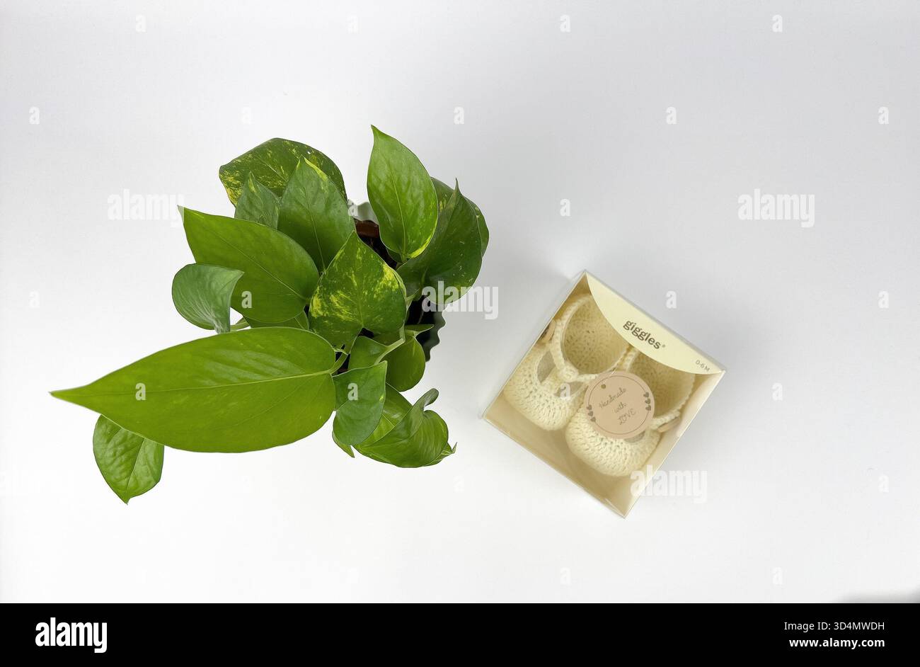 Dies ist ein flaches Foto oder Top-Down-Foto mit einer kleinen Topfpflanze und einem Paar Babyschuhe in einer Box auf weißem Hintergrund. Stockfoto