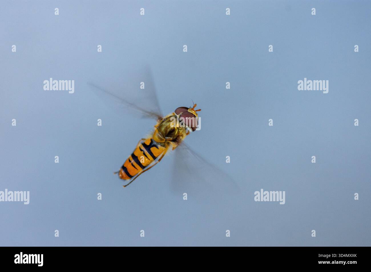 Nahaufnahme eines flugschwebers vor einem schlichten Hintergrund. Stockfoto