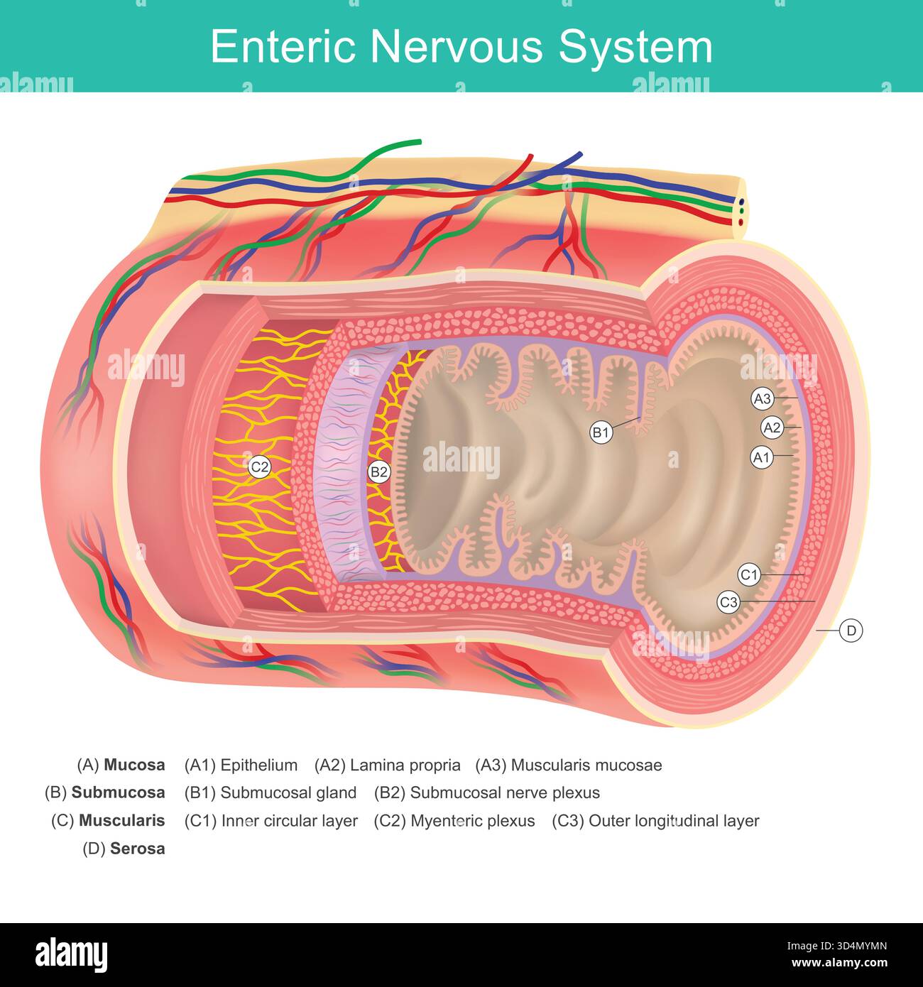 Enterisches Nervensystem und Darmwandanatomie. Enterisches Nervensystem und Darmwandanatomie. Dies ist ein detaillierter Querschnitt der Darmwand. Stock Vektor