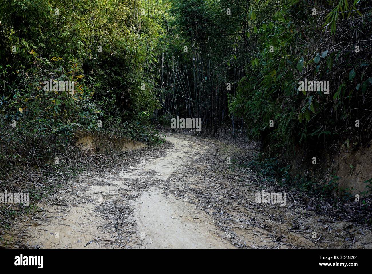 Winding Dirt Path durch einen üppigen grünen Bambuswald Stockfoto