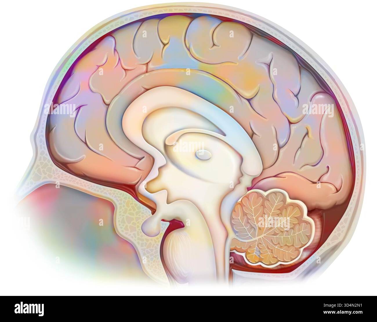 Anatomie des Gehirns im Schädel (medianer Schnitt), mit: - Dem Schädel (in Beige), - den Meningen mit dem Liquor cerebrospinalis, - der Großhirnrinde. Stockfoto