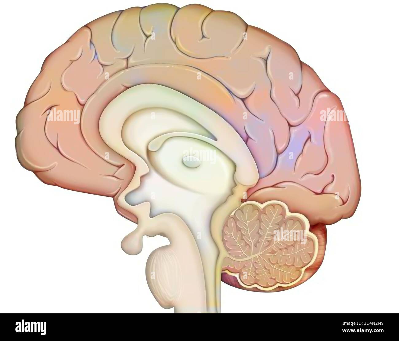 Anatomie des Gehirns (medianer Schnitt), mit: - Der Großhirnrinde, - dem Zwischenhirn und der Hypophyse, - dem Kleinhirn, - dem Hirnstamm. Stockfoto