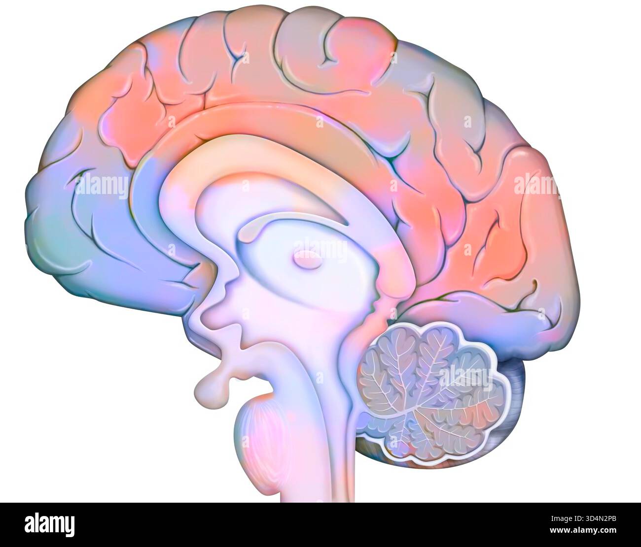 Anatomie des Gehirns (medianer Schnitt), mit: - Der Großhirnrinde, - dem Zwischenhirn und der Hypophyse, - dem Kleinhirn, - dem Hirnstamm. Stockfoto