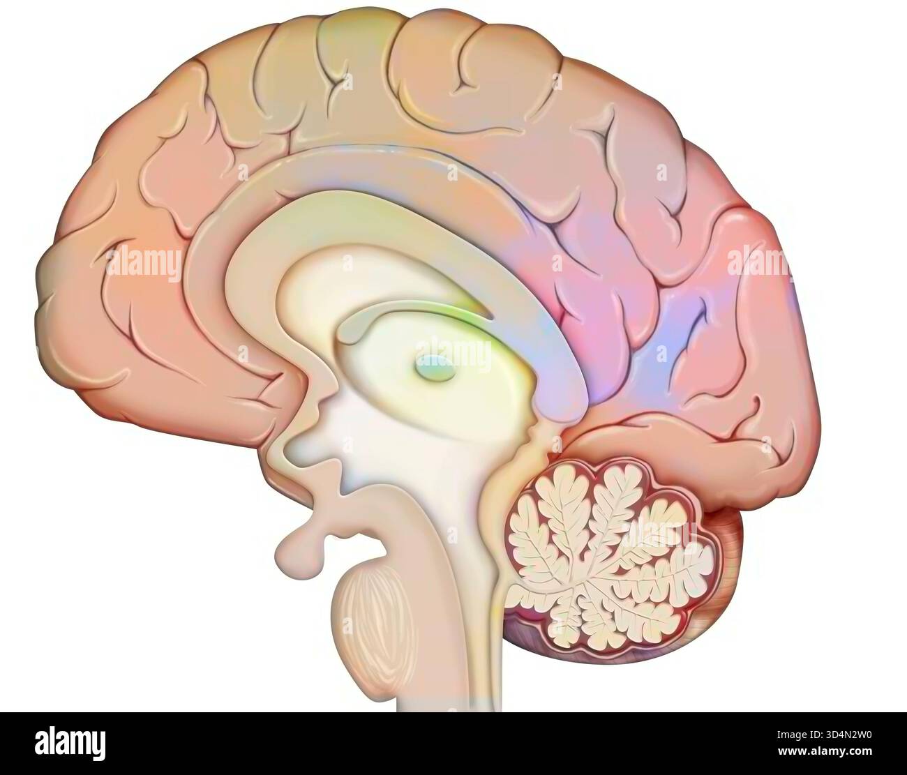 Anatomie des Gehirns (medianer Schnitt), mit: - Der Großhirnrinde, - dem Zwischenhirn und der Hypophyse, - dem Kleinhirn, - dem Hirnstamm. Stockfoto