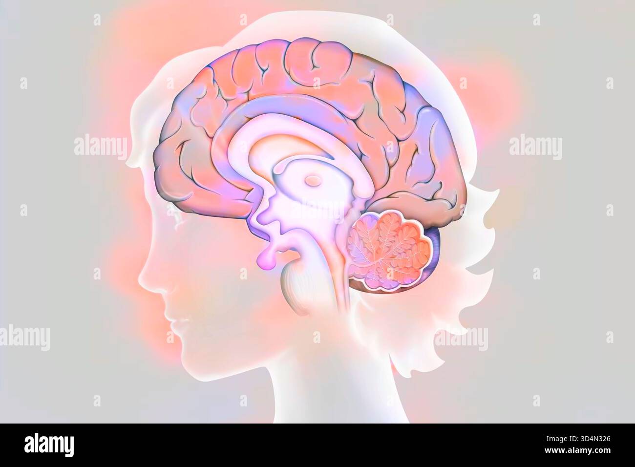 Anatomie des Gehirns (medianer Schnitt), mit: - Der Großhirnrinde, - dem Zwischenhirn und der Hypophyse, - dem Kleinhirn, - dem Hirnstamm. Stockfoto