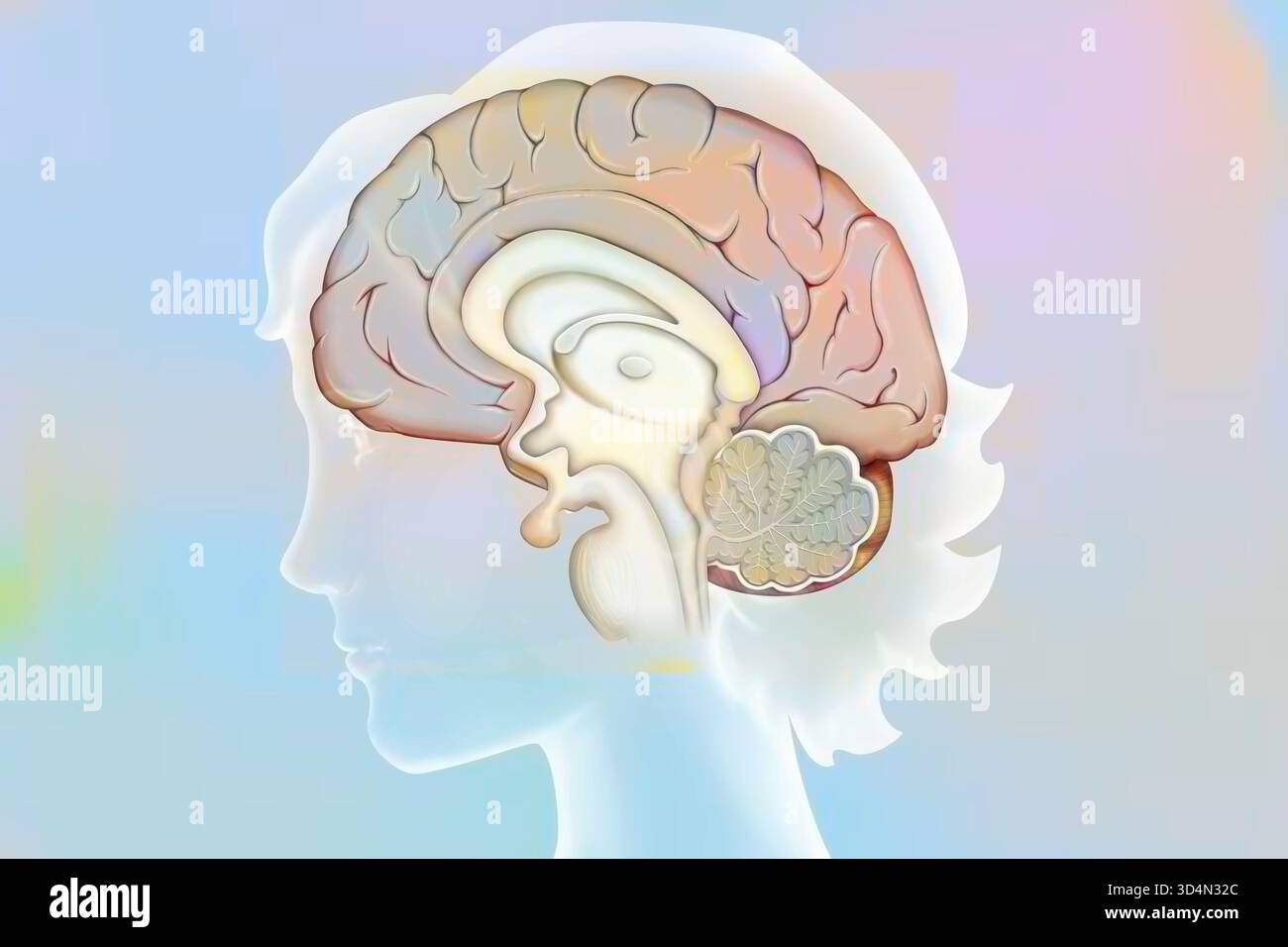 Anatomie des Gehirns (medianer Schnitt), mit: - Der Großhirnrinde, - dem Zwischenhirn und der Hypophyse, - dem Kleinhirn, - dem Hirnstamm. Stockfoto